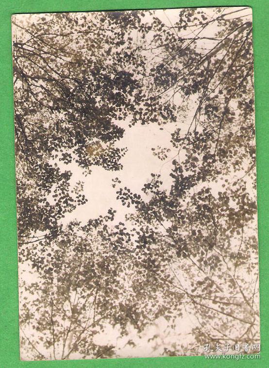 【货号：B49】七八十年代老照片 9X13厘米 欧洲森林