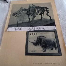 60年代影像图片。哈尔滨出土的新石器时代末期的细石器图片。富拉尔基出土的毛犀牛骨骼化石图片。