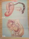 卫生教学挂图：子宫内的胎儿，人胚胎发育过程示意图--朝花美术出版社1开张