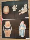 卫生教学挂图：骨的连接、关节的构造--朝花美术出版社1开张