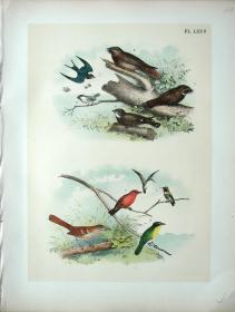 1897年版《北美鸟类图谱》系列版画——金腰燕,/彩色石板画/38x30cm