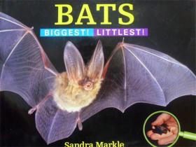 英文原版    少儿百科绘本     Bats: Biggest!Littlest!   蝙蝠