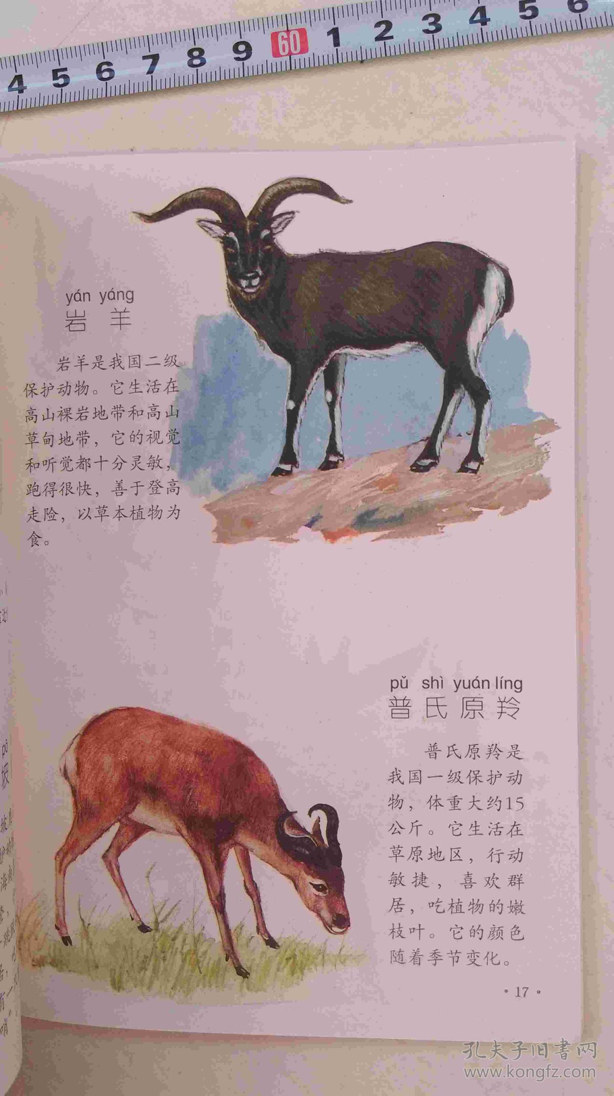 儿童百科知识图典--珍稀动物卷.