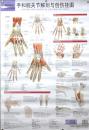 骨科解剖与创伤挂图：手和腕关节解剖与创伤挂图 （美）哈钦木森（Hutchinson,M.R.）,(美）布卢赫恩（Bluhrn,M.E.）著 晓牧译（北京积水潭医院） 北京科学技术出版社