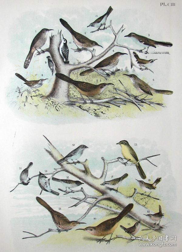 1897年版《北美鸟类图谱》系列版画——亨利画眉,/彩色石板画/38x30cm
