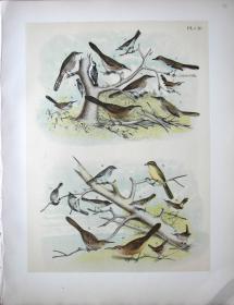 1897年版《北美鸟类图谱》系列版画——亨利画眉,/彩色石板画/38x30cm
