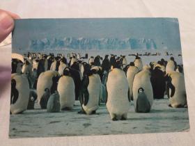 明信片：帝企鹅群——八十年代初出版