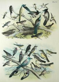 1897年版《北美鸟类图谱》系列版画——绿鸦,/彩色石板画/38x30cm