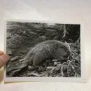1982年新华社老照片:珍禽异兽2  背面有说明   地点：新疆青河县布尔根河流域河狸保护区