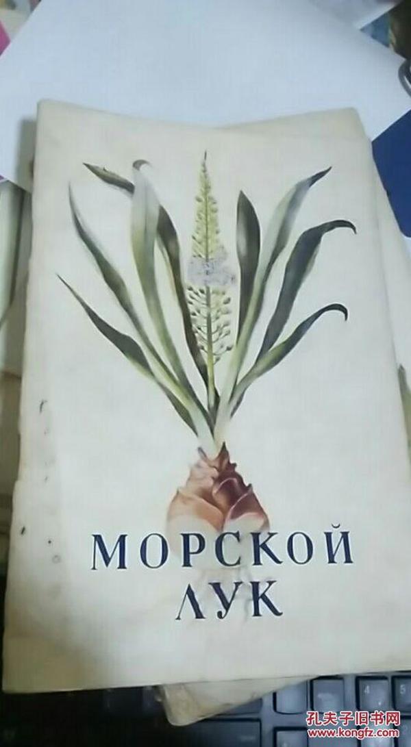 МОРСКОЙ ЛУК（海葱）