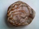 精美的木化石—中秋月饼