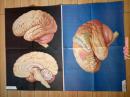 卫生教学挂图：大脑皮质功能区--朝花美术出版社1开张