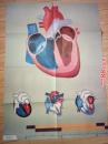 卫生教学挂图：心脏的结构和心动周期--朝花美术出版社1开张
