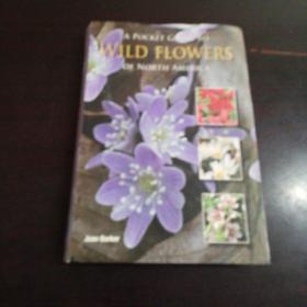 A POCKET GUIDE TO WILD FLOWERS：OF NORTH AMERICA（软精装，铜版纸彩色精印）