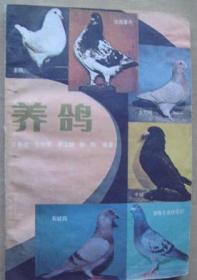 养鸽