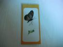 蝴蝶标本书签一枚