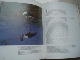 The complete book of photographing birds  鸟瞰全书，中文书名供参考.