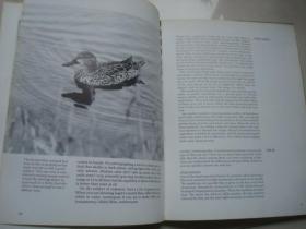 The complete book of photographing birds  鸟瞰全书，中文书名供参考.
