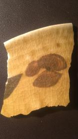 磁州窑瓷片（48）-----明代磁州窑外黄釉褐彩里白釉碗瓷片（北京城区出土）