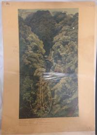墨拉比尖山旁的林子 老画片(1957年，一版一印，印数7800册)