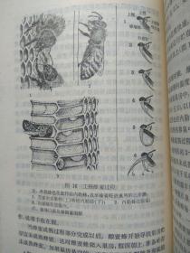 怎样养蜂--龚一飞编。上海科学技术出版社。1980年1版。1981年2印