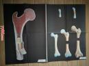 卫生教学挂图：骨的生长、骨的构造--朝花美术出版社1开张