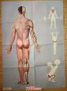 卫生教学挂图：人体的外形和肌肉（后面观）--朝花美术出版社1开张