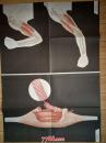 卫生教学挂图：上臂肌协作示意图。骨骼肌的构造--朝花美术出版社1开张