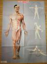 卫生教学挂图：人体的外形和肌肉（前面观）--朝花美术出版社1开张