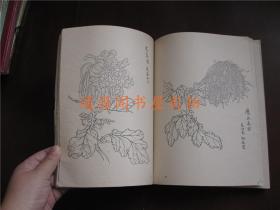 菊花写生资料（1973年，没有印章字迹划线）