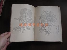 菊花写生资料（1973年，没有印章字迹划线）