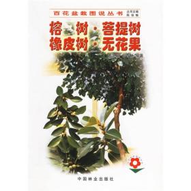 榕树菩提树橡皮树无花果