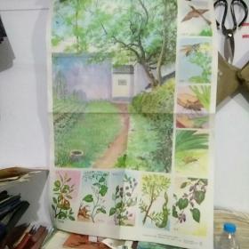 【挂图】百草园，77*52.5cm
