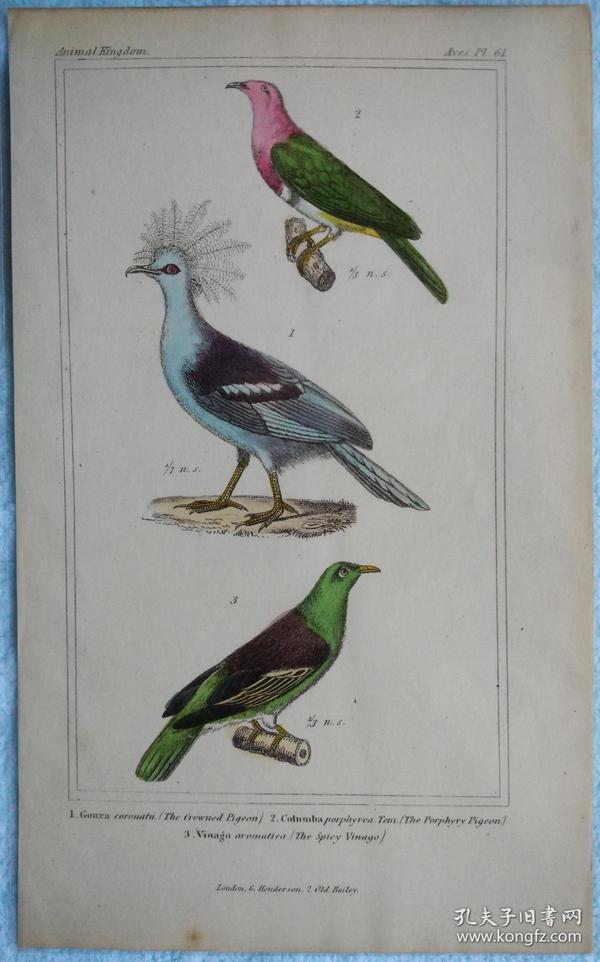 1835年 《居维叶动物王国》 手工上色雕刻版画 鸟类图谱1