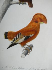 1837年 《布冯与居维叶》 手工上色雕刻版画 鸟类图谱2