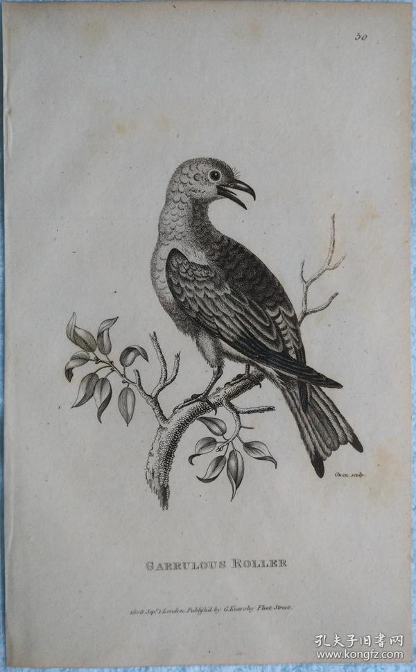 1808年 《动物学》 英国 摩西·格里菲斯铜版画 图谱 饶舌鹞鸽