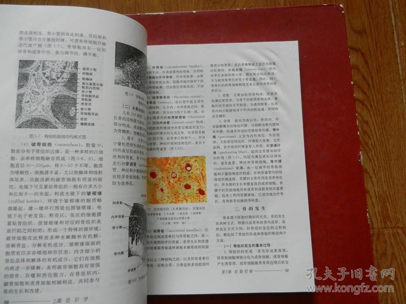 普通高校教育“十五”国家级规划教材： 组织学与胚胎学第（6版）