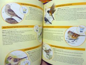 英文原版   Birds in Your Backyard: A Bird Lover's Guide to Creating a Garden Sanctuary    鸟类花园