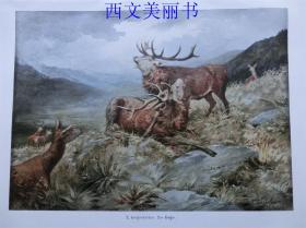 【现货 包邮】1890年彩色平版印刷画《鹿王争霸》（Der Sieger） 尺寸约41*29厘米（货号 18030）