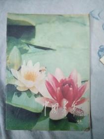 中国青年1979.8