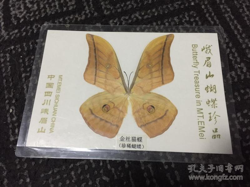 峨眉山蝴蝶珍品：金丝猫蝶【蝴蝶标本】