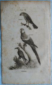 1792年 《布冯自然史鸟类篇》 英国铜版画 伯劳 金刚鹦鹉 犀鸟