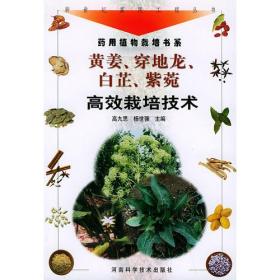 黄姜、穿地龙、白芷、紫菀高效栽培技术——新世纪富民工程丛书·药用植物栽培书系