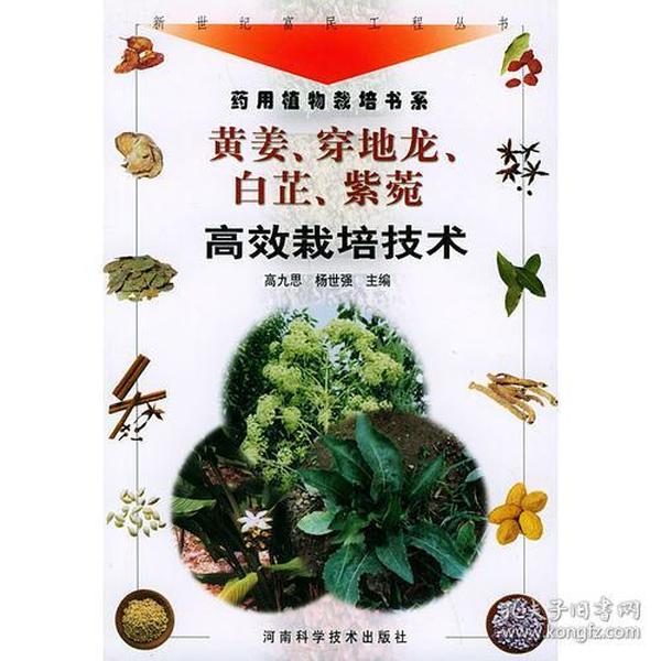黄姜、穿地龙、白芷、紫菀高效栽培技术——新世纪富民工程丛书·药用植物栽培书系