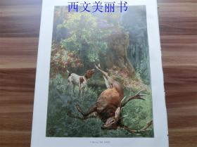 【现货 包邮】1890年彩色平版印刷画《死亡的鹿》（Tot Verbellt） 尺寸约41*29厘米（货号 18030）