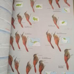 HBW and BirdLife International Illustrated Checklist of the Birds of the World. Volume1 Volume 2 原版精装 两册合售 第二卷书脊有磕碰看图