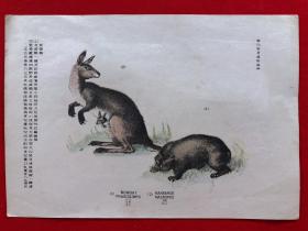 日本画片20，1905年手绘彩色博物图谱，东亚教育画馆