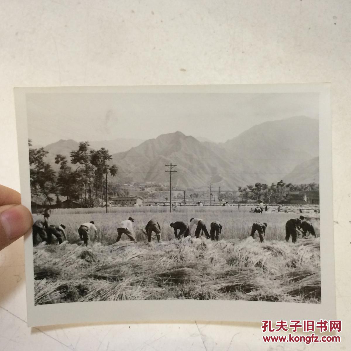 1981年新华社老照片：解放军支援社员夏收 1 背面有说明 地点：解放军总后勤部驻陕西安康地区某部战士