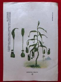 日本画片36，1905年手绘彩色博物图谱，东亚教育画馆