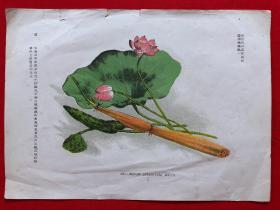 日本画片47，1905年手绘彩色博物图谱，东亚教育画馆